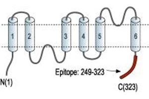 Representative domain view of the target of ABIN7884767.