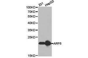 Western Blotting (WB) image for anti-ADP-Ribosylation Factor 6 (ARF6) antibody (ABIN1871075) (ARF6 antibody)