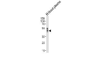 Western blot analysis of lysate from human blood plasma tissue lysate, using PON1 Antibody (Center) (ABIN654641 and ABIN2844338). (PON1 antibody  (AA 118-145))