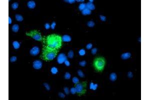 Immunofluorescence (IF) image for anti-phosphoglycerate Mutase 2 (Muscle) (PGAM2) antibody (ABIN1500171) (PGAM2 antibody)