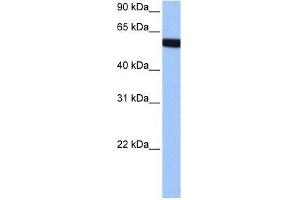 hCG_1646157 antibody used at 0. (Zinc Finger Protein 891 (ZNF891) (Middle Region) antibody)