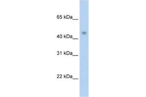 Western Blotting (WB) image for anti-Protein Arginine Methyltransferase 8 (PRMT8) antibody (ABIN2462041) (PRMT8 antibody)