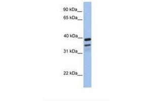 Image no. 1 for anti-FK506 Binding Protein 8, 38kDa (FKBP8) (AA 110-159) antibody (ABIN6738277) (FKBP8 antibody  (AA 110-159))