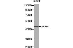 Western blot analysis of extracts of Jurkat cell line, using NTSR1 antibody. (NTSR1 antibody)