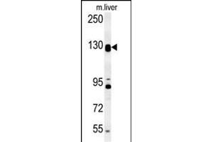 DENND5B Antibody (C-term) (ABIN654250 and ABIN2844073) western blot analysis in mouse liver tissue lysates (15 μg/lane). (DENND5B antibody  (C-Term))