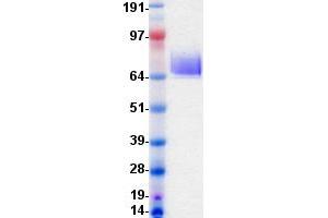Validation with Western Blot