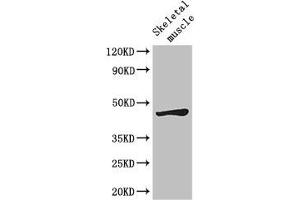Western Blot Positive WB detected in: Mouse skeletal muscle tissue All lanes: LEF1 antibody at 2. (LEF1 antibody  (AA 75-216))