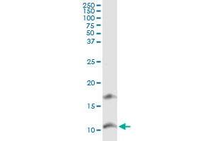 CXCL11 MaxPab rabbit polyclonal antibody. (CXCL11 antibody  (AA 1-94))