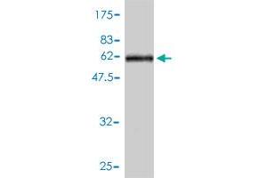 Western Blot detection against Immunogen (65. (PPARD antibody  (AA 1-361))