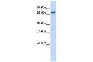 Image no. 1 for anti-Tripartite Motif Containing 23 (TRIM23) (AA 72-121) antibody (ABIN6740282) (TRIM23 antibody  (AA 72-121))