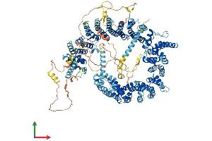 AlphaFold protein structure predicition of Mouse Recombinant Rrp12 Protein, UniprotID Q6P5B0