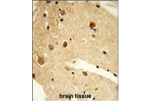 Formalin-fixed and paraffin-embedded human brain tissue reacted with CNDP1 Antibody (C-term), which was peroxidase-conjugated to the secondary antibody, followed by DAB staining. (CNDP1 antibody  (C-Term))