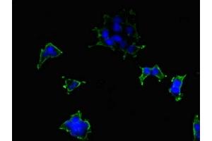 Immunofluorescent analysis of 293 cells using ABIN7163515 at dilution of 1:100 and Alexa Fluor 488-congugated AffiniPure Goat Anti-Rabbit IgG(H+L) (ATP2B2 antibody  (AA 1-80))