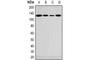 Western blot analysis of FUK expression in 786-O (A), rat brain (B), mouse brain (C), COS7 (D) whole cell lysates. (FUK antibody  (N-Term))