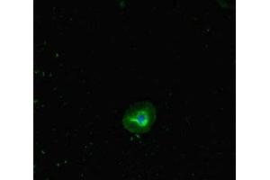 Immunofluorescent analysis of A549 cells using ABIN7145636 at dilution of 1:100 and Alexa Fluor 488-congugated AffiniPure Goat Anti-Rabbit IgG(H+L) (RHD antibody  (AA 32-76))
