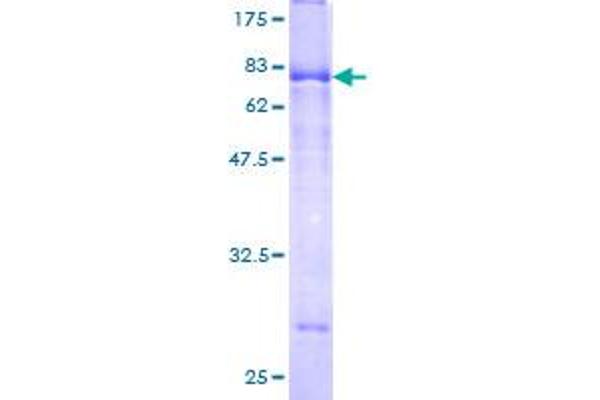 SPOCK2/Testican 2 Protein (AA 23-424) (GST tag)