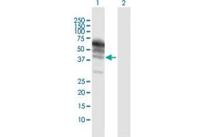 Western Blot analysis of KNG1 expression in transfected 293T cell line by KNG1 MaxPab polyclonal antibody. (KNG1 antibody  (AA 1-427))