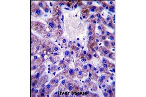 UBE2W Antibody (C-term) (ABIN657530 and ABIN2846549) immunohistochemistry analysis in formalin fixed and paraffin embedded human liver tissue followed by peroxidase conjugation of the secondary antibody and DAB staining. (UBE2W antibody  (C-Term))