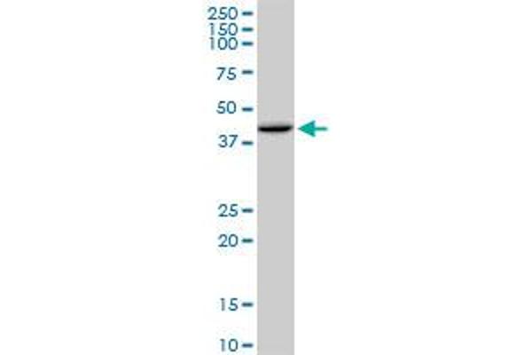 HFE antibody  (AA 1-348)