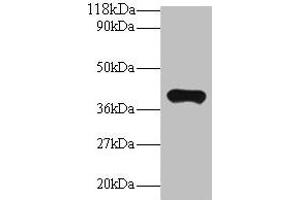 Western blot All lanes: PON1 antibody at 2 μg/mL + Mouse liver tissue Secondary Goat polyclonal to rabbit IgG at 1/10000 dilution Predicted band size: 40 kDa Observed band size: 40 kDa (PON1 antibody  (AA 2-355))