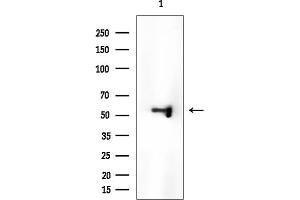 anti-RFT1 Homolog (RFT1) antibody