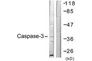 Western Blotting (WB) image for anti-Caspase 3 (CASP3) (AA 116-165) antibody (ABIN2888792) (Caspase 3 antibody  (AA 116-165))