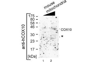 COX10 antibody - middle region  validated by WB using mouse mitochondria at 1:1000. (COX10 antibody  (Middle Region))