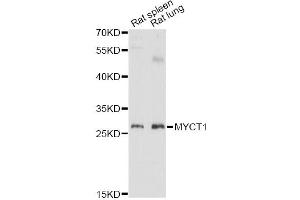 Western blot analysis of extracts of various cell lines, using MYCT1 antibody (ABIN6293947) at 1:3000 dilution. (Myc Target 1 antibody)