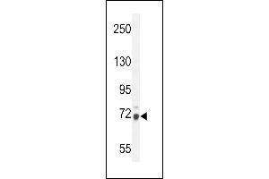 WDR76 Antibody (C-term) (ABIN654608 and ABIN2844308) western blot analysis in mouse NIH-3T3 cell line lysates (35 μg/lane). (WDR76 antibody  (C-Term))