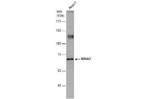 WB Image Whole cell extract (30 μg) was separated by 7. (NR5A2 + LRH1 antibody)