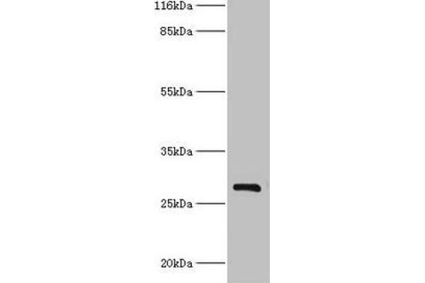 HSD17B14 antibody  (AA 1-270)