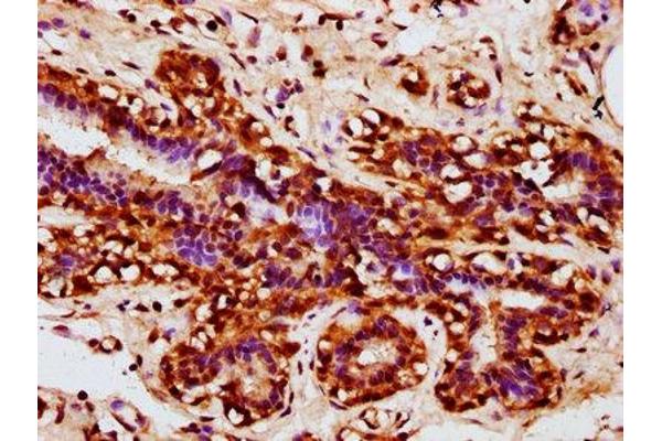 FHOD1 antibody  (AA 338-437)