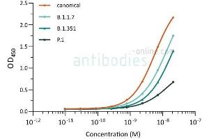 Direct ELISA of SARS-CoV-2 variant proteins with anti-SARS-CoV-2 Spike S1 antibody ABIN6952968. (SARS-CoV-2 Spike antibody  (RBD))