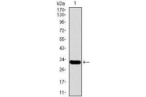 Western blot analysis using MESP2 mAb against human MESP2 recombinant protein. (Mesp2 antibody  (AA 37-94))