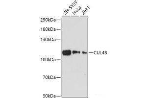 Western blot analysis of extracts of various cell lines using CUL4B Polyclonal Antibody at dilution of 1:1000.