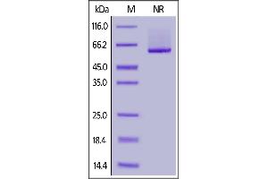 Human 4-1BB Ligand (71-254), His,Flag Tag (active trimer) (MALS verified) on  under ing (NR) condition. (TNFSF9 Protein (AA 71-254) (DYKDDDDK Tag,His tag))