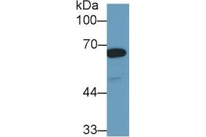 Detection of HSPA1L in Human Hela cell lysate using Polyclonal Antibody to Heat Shock 70 kDa Protein 1 Like Protein (HSPA1L) (HSPA1L antibody  (AA 1-641))