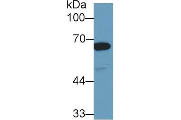 HSPA1L 抗体  (AA 1-641)