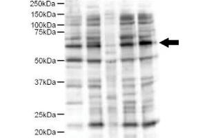 Image no. 2 for anti-Ajuba LIM Protein (AJUBA) (AA 224-239) antibody (ABIN401292) (AJUBA antibody  (AA 224-239))