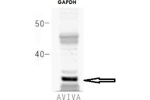 How many ug's of tissue/cell lysate run on the gel: 20 ugWhat species+tissue/cell type run on the gel: HEK293 Primary Antibody dilution: 1 to 1000Secondary Antibody: IRD800CW (anti-rabbit) (LICOR) Secondary Antibody Dilution: 1 to 20000 (GAPDH antibody  (Middle Region))