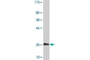 Western Blot detection against Immunogen (32. (SLC6A11 antibody  (AA 164-225))