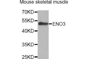 Western Blotting (WB) image for anti-Enolase 3 (Beta, Muscle) (ENO3) (AA 1-190) antibody (ABIN1679718) (ENO3 antibody  (AA 1-190))