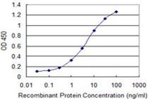 Detection limit for recombinant GST tagged RAB8B is 0. (RAB8B antibody  (AA 101-207))