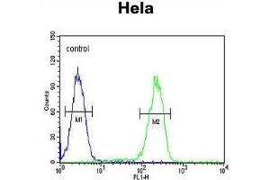 Flow Cytometry (FACS) image for anti-Ubiquitin A-52 Residue Ribosomal Protein Fusion Product 1 (UBA52) (AA 107-136), (C-Term) antibody (ABIN955419)