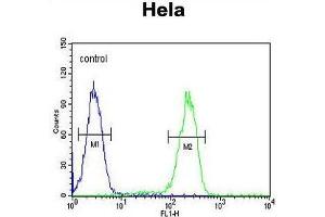 UBA52 Antibody (C-Term) flow cytometric analysis of Hela cells (right histogram) compared to a negative control cell (left histogram). (UBA52 antibody  (C-Term))