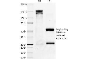 SDS-PAGE Analysis Purified Bcl-x Mouse Monoclonal Antibody (BX006). (BCL2L1 antibody  (AA 3-14))