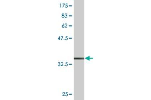 FLT3LG antibody  (AA 27-136)