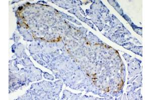 IHC testing of FFPE rat pancreas tissue with RBP4 antibody at 1ug/ml. (RBP4 antibody)