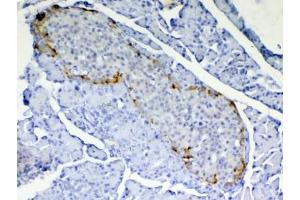 IHC testing of FFPE rat pancreas tissue with RBP4 antibody at 1ug/ml.