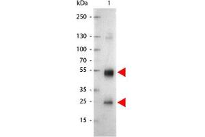 Image no. 1 for Goat anti-Rat IgG (Whole Molecule) antibody (Alkaline Phosphatase (AP)) (ABIN300955) (Goat anti-Rat IgG (Whole Molecule) Antibody (Alkaline Phosphatase (AP)))